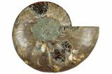 Cut & Polished Ammonite Fossil (Half) - Madagascar #317926-1
